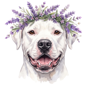 Dog argentyński.png