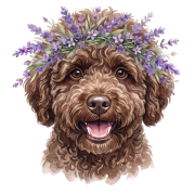 Lagotto romagnolo.png
