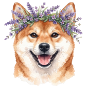 Shiba inu.png