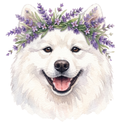 samoyed.png
