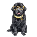 Nowofundland.png