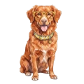 Nowa Scotia duck tolling retriever.png