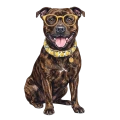 Staffordshire bull terier.png