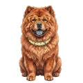 chow chow.png