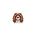 Cavalier