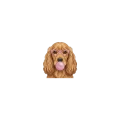 Cocker spaniel