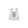 Samoyed