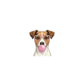 Jack russell terrier