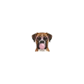 Bokser