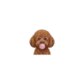Pudel