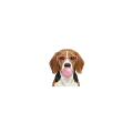 beagle.png