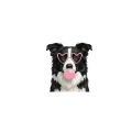 border collie.png
