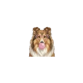 collie.png