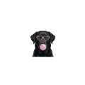labrador czarny.png