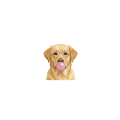 labrador.png
