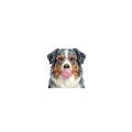 owczarek australijski.png
