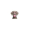 weimarski.png