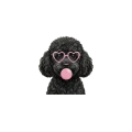 czarny pudel.png