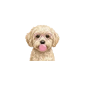 maltipoo.png