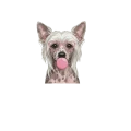 Grzywacz chiński.png