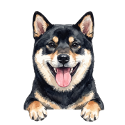 shiba.png