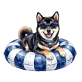 shiba inu muszelki.png