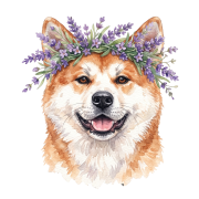 Akita lawenda.png