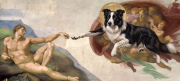 Border collie.png