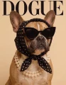 Buldog francuski.png