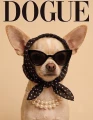 Chihuahua.png