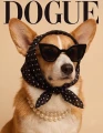 Corgi.png
