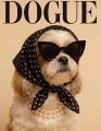 Shih tzu.png