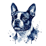 boston terrier.png