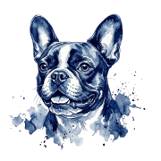 buldog francuski.png