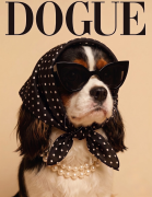 cavalier tricolor dogue.png
