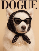 Samoyed.png