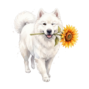 samoyed.png