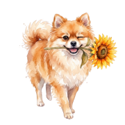 szpic.png