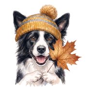 border collie.png