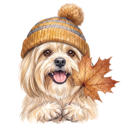 Lhasa apso.png
