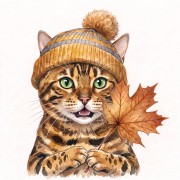 bengalski.jpg