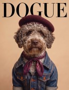 Lagotto.jpg
