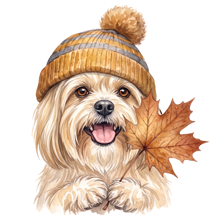 Lhasa apso.png