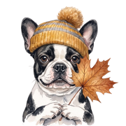 buldog francuski.png